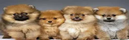 Pomerania perros en venta: CAMADA DE POMERANIA - MACHOS Y HEMRBAS DISPONIBLES en Madrid - Anuncio 1
