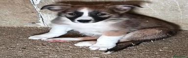 Border Collie 6
