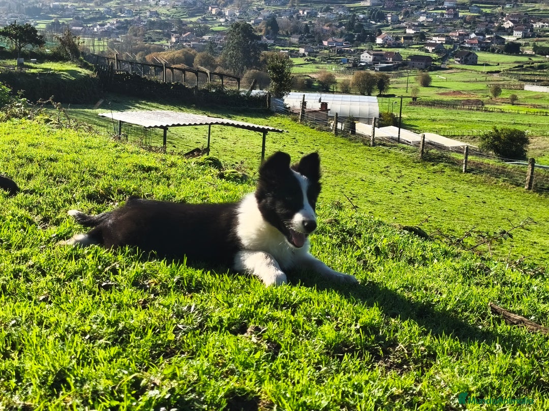 Border Collie perros en venta: Se venden border collie  - Anuncio 1