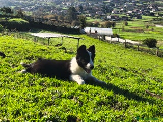 Border Collie perros Se venden border collie - Anuncio 1