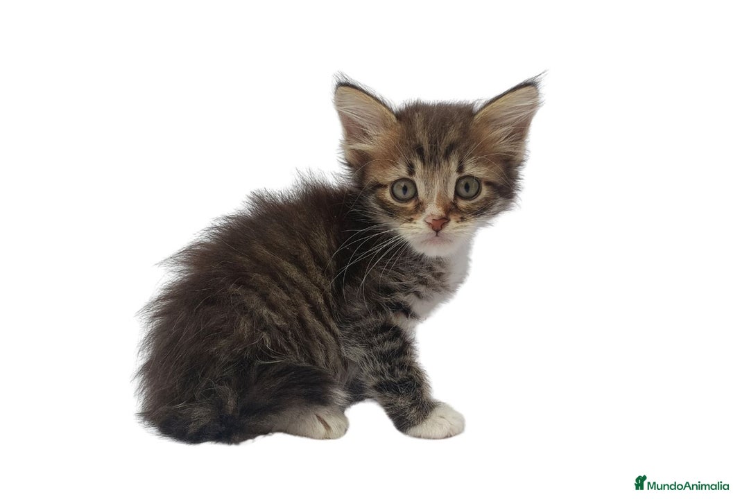 Siberiano gatos en venta: Gatitos siberianos hipoalergénicos - Imagen 3