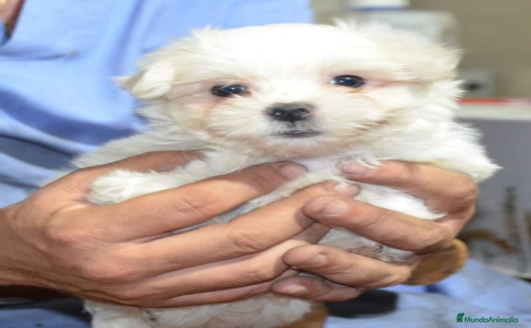 Bichón Maltés perros - Anuncio 5