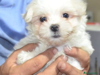 Bichón Maltés perros - Anuncio 14