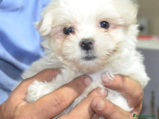 Bichón Maltés perros Bichón maltés - Anuncio 37