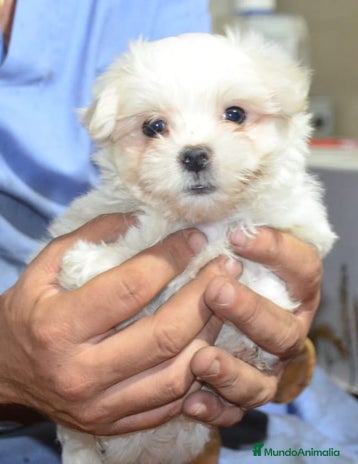 Bichón Maltés perros - Anuncio 11