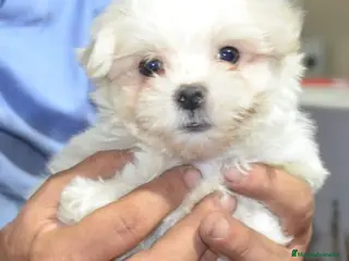 Bichón Maltés perros Bichón maltés - Anuncio 41