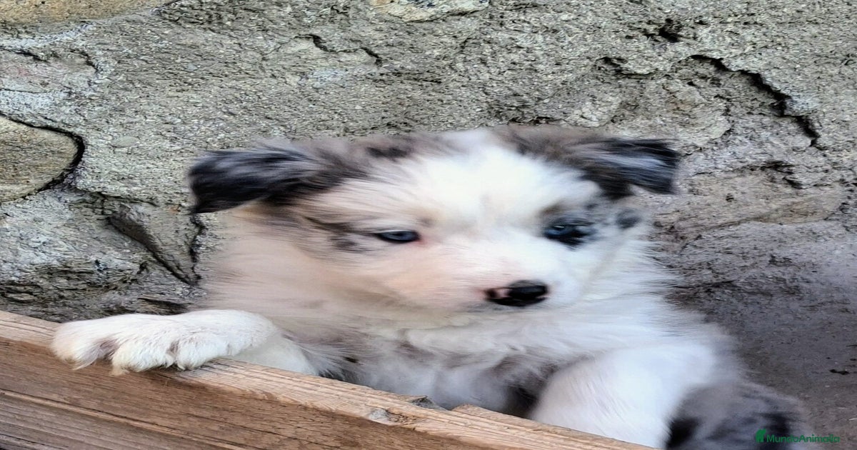 Boder collie Madrid en venta en Navalcarnero | MundoAnimalia