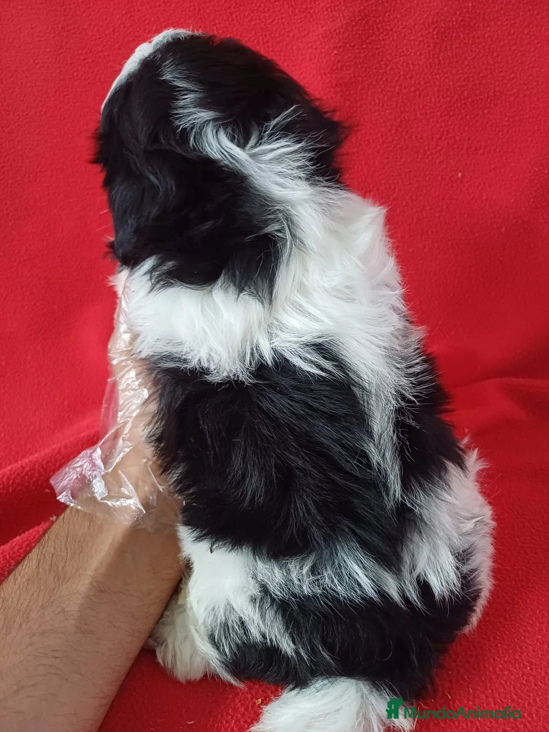 Shih Tzu perros en venta: Shitzhu  - Anuncio 3