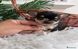 Chihuahua perros en venta: CHIHUAHUA MERLE HEMBRA - Imagen 3