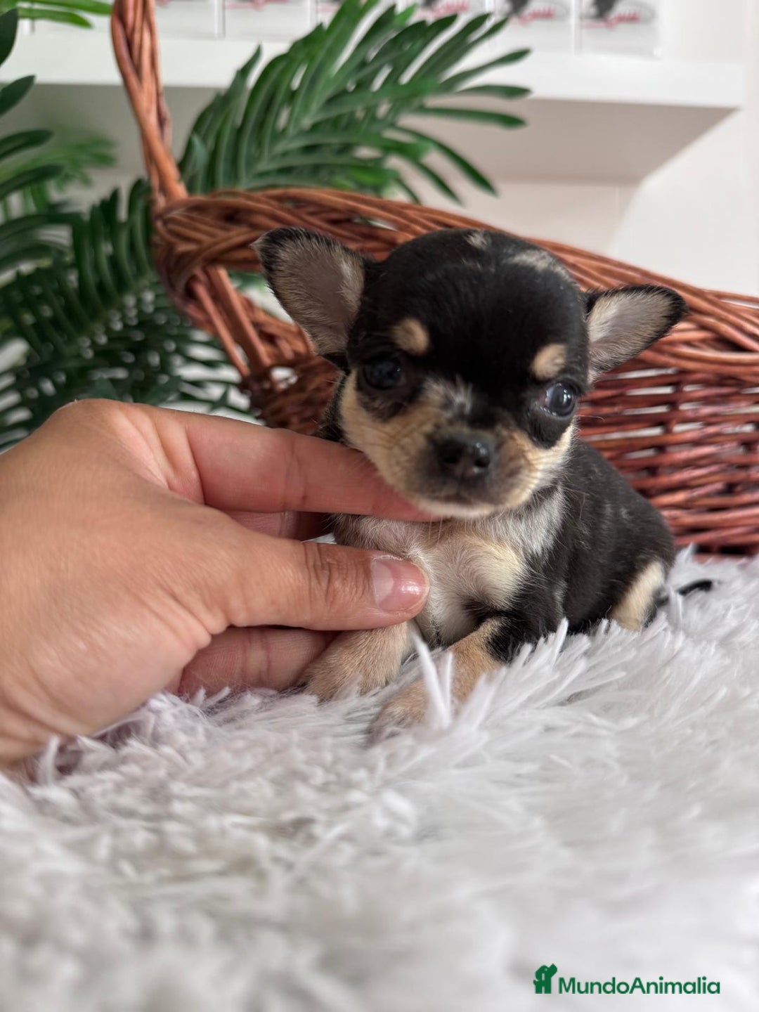 Chihuahua perros en venta: CHIHUAHUA MERLE HEMBRA - Imagen 3