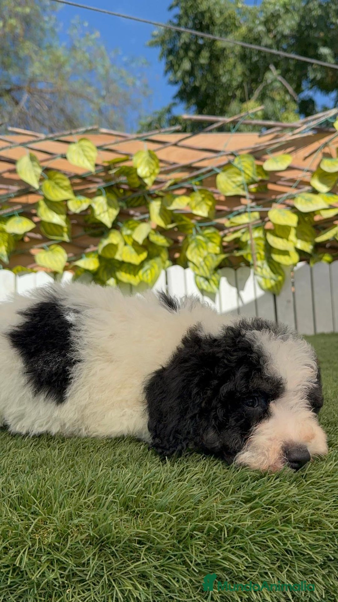 Perro de Agua Español perros en venta: PERRO DE AGUA MACHO - Imagen 26