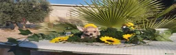 Chihuahua perros en venta: Chihuahuas toys - Anuncio 9