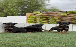 Pinscher Miniatura perros en venta: PINSCHER MINIATURA  - Imagen 6