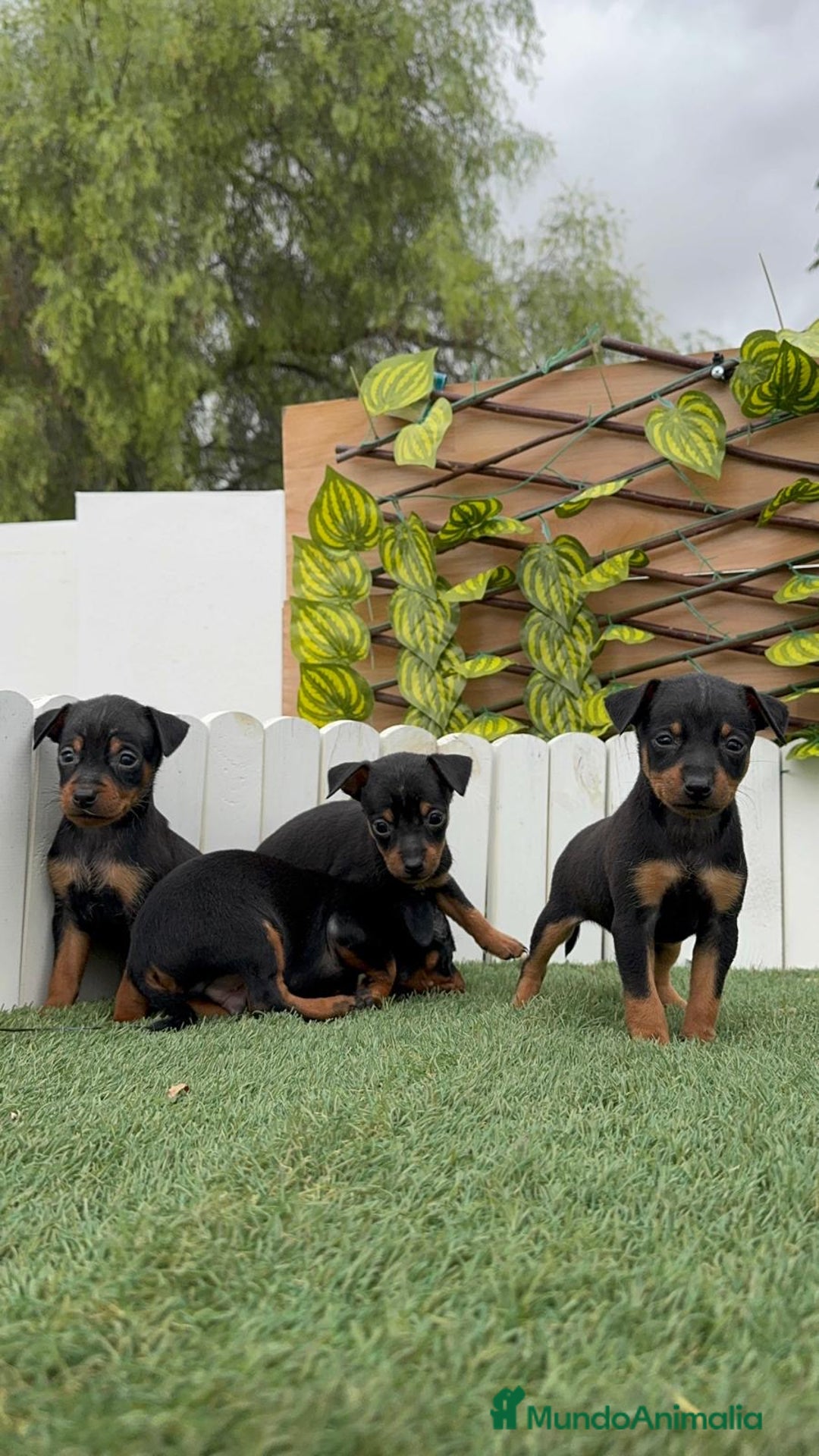 Pinscher Miniatura perros en venta: PINSCHER MINIATURA  - Imagen 6