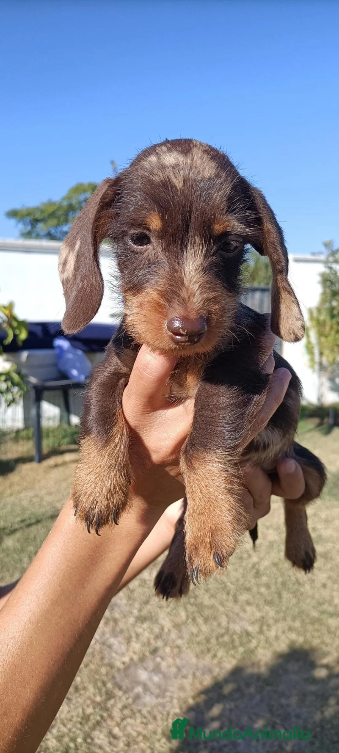 Teckel perros en venta: Preciosos teckel arlequín pelo duro al 50% - Anuncio 1