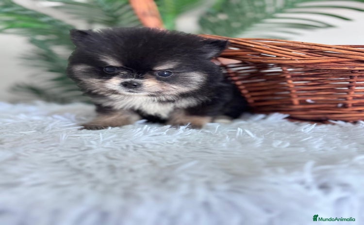 Pomerania perros - Anuncio 14