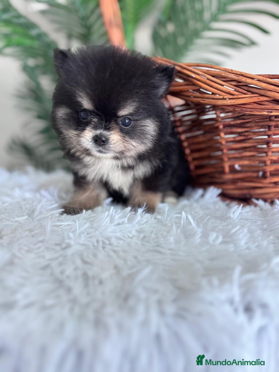 Pomerania perros en venta: POMERANIA HEMBRA - Imagen 1