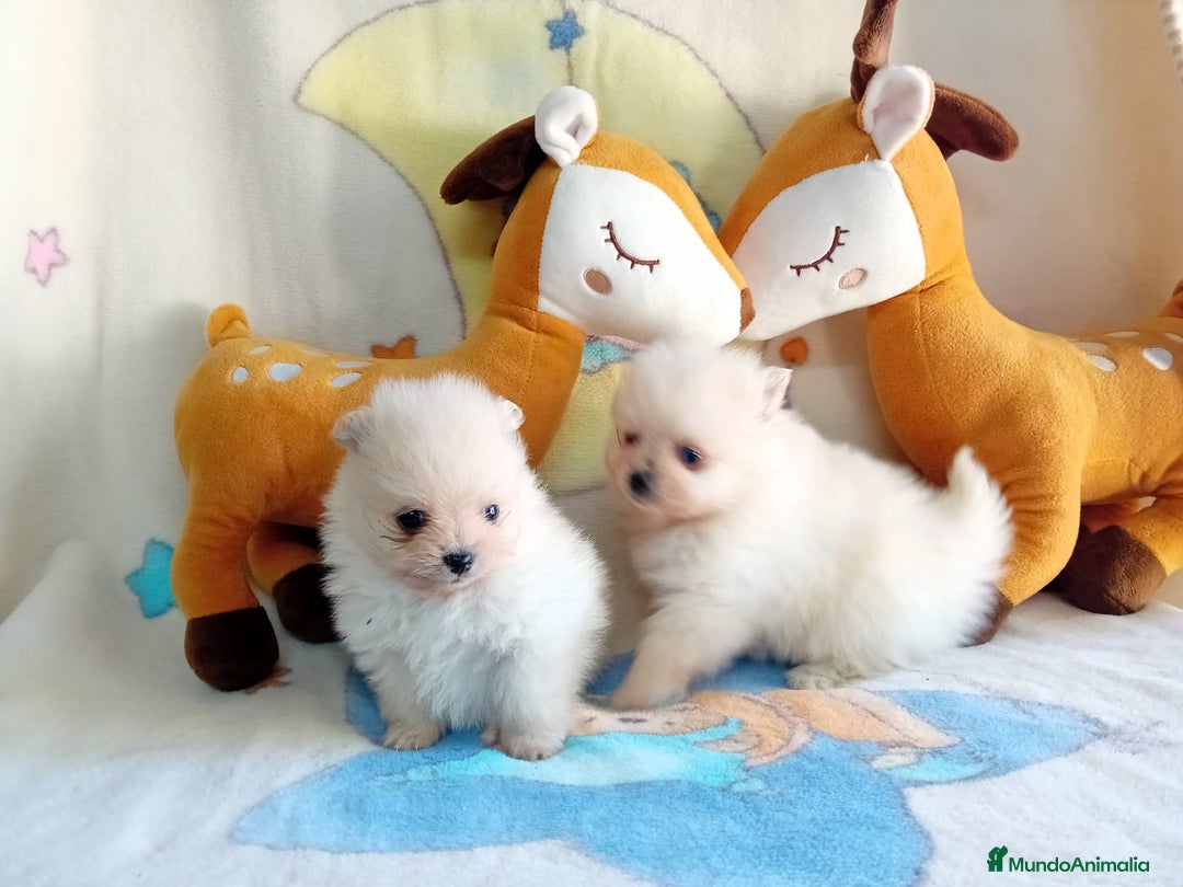 Pomerania perros en venta: Lulú de pomerania precio real - Anuncio 21