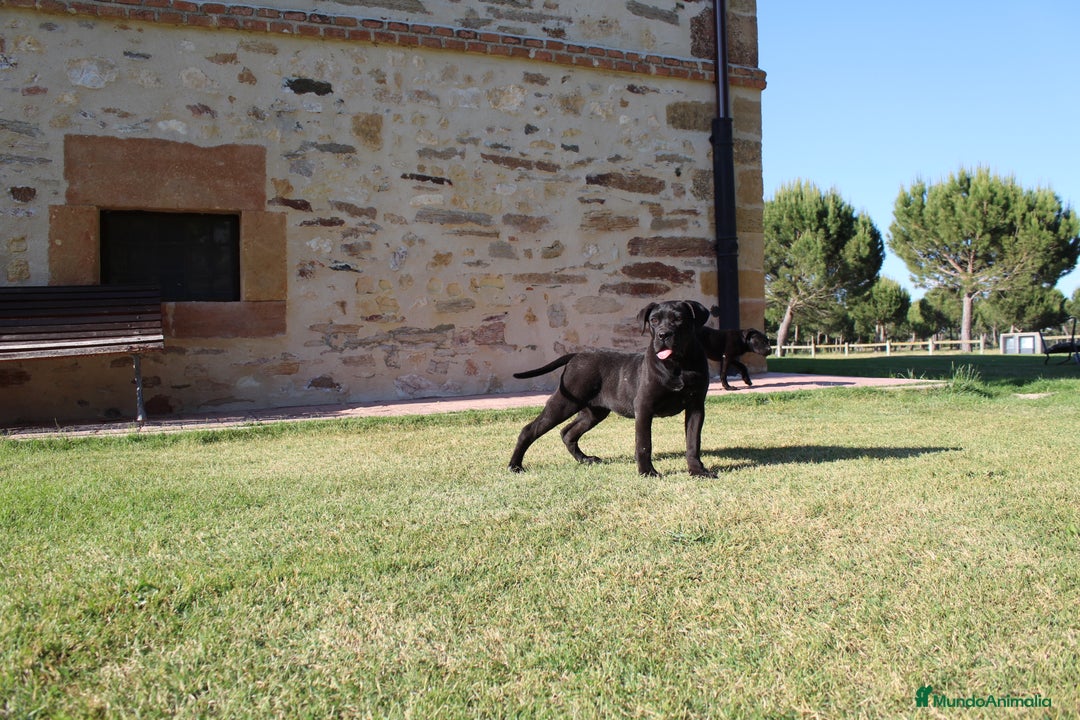Cane Corso perros en venta: Cachorros Cane Corso disponibles en Segovia  - Imagen 19