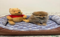 Pomerania perros en venta: Poo pomerania osito - Imagen 6
