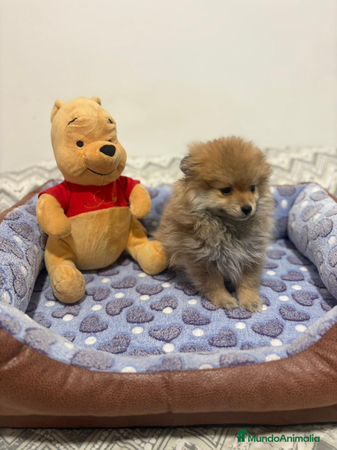 Pomerania perros en venta: Poo pomerania osito - Imagen 6