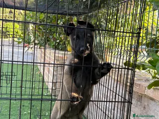 Pastor Belga Malinois perros Cachorra carbonada - Anuncio 1