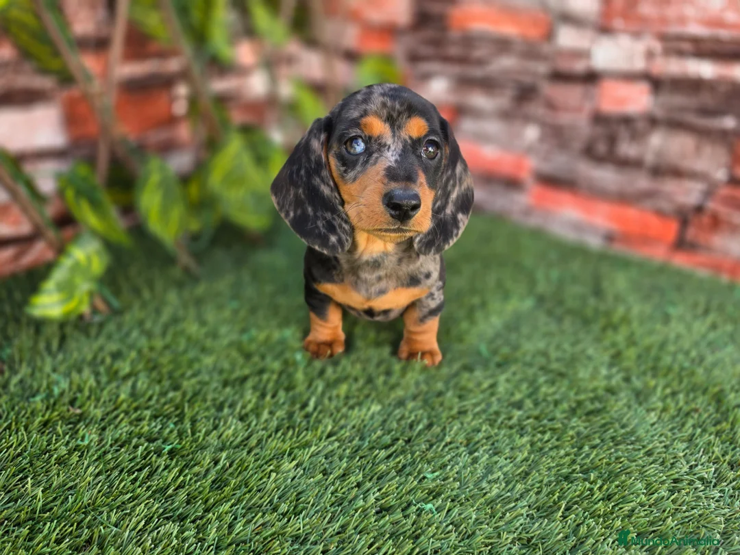 Teckel Miniatura perros en venta: TECKEL MINIATURA & KANNINCHEN  ARLEQUIN - Anuncio 2