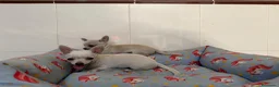 Chihuahua perros en venta: Cachorro chihuahua macho y hembra vainilla - Anuncio 7