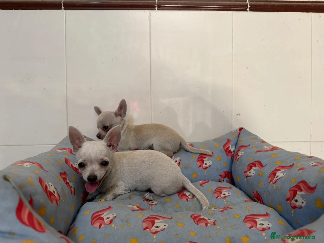 Chihuahua perros en venta: Cachorro chihuahua macho y hembra vainilla - Anuncio 7