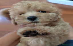 Caniche Toy perros en venta: Último Cachorro de Caniche Toy - Imagen 3