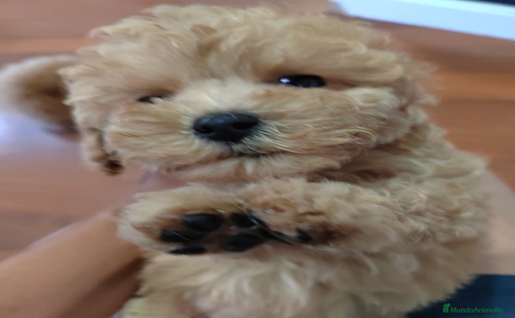 Caniche Toy perros - Anuncio 14