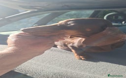 Teckel perros en venta: Teckel Hembras Choco - Anuncio 4