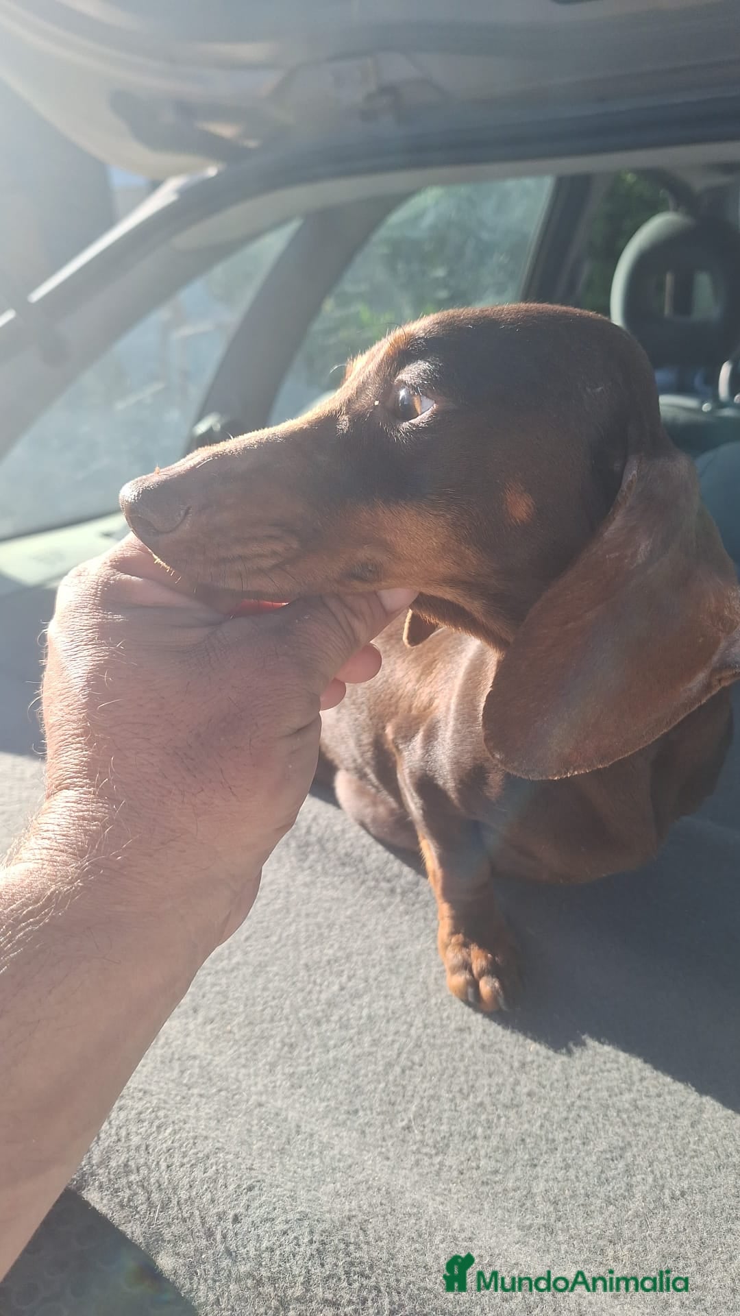 Teckel perros en venta: Teckel Hembras Choco - Anuncio 4