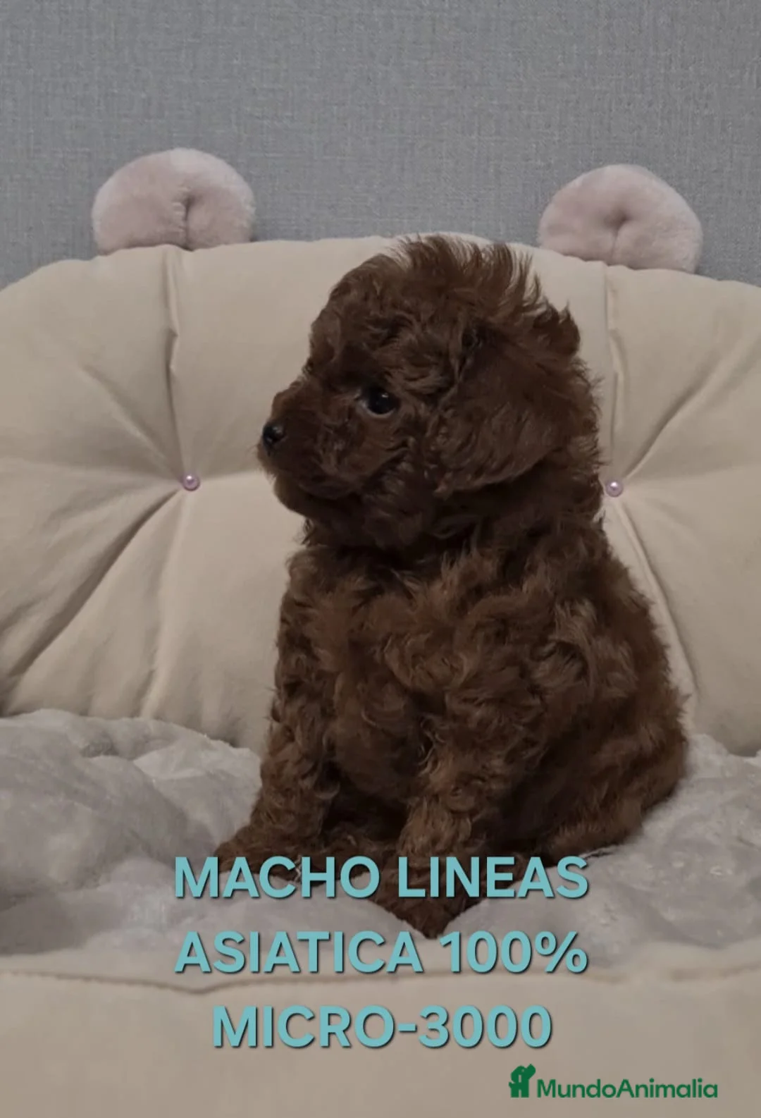 Caniche Toy perros en venta: Cachorros caniche toy - Anuncio 11