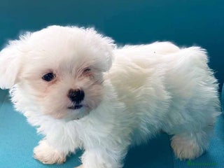 Bichón Maltés perros en Barcelona - Anuncio 24