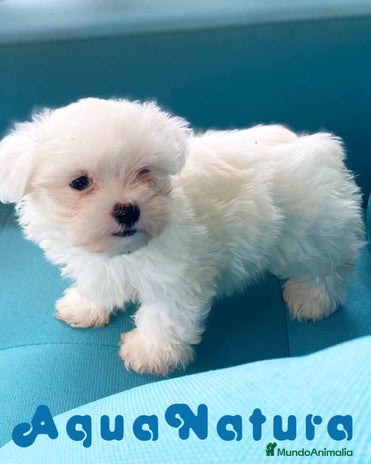 Bichón Maltés perros en Barcelona - Anuncio 9