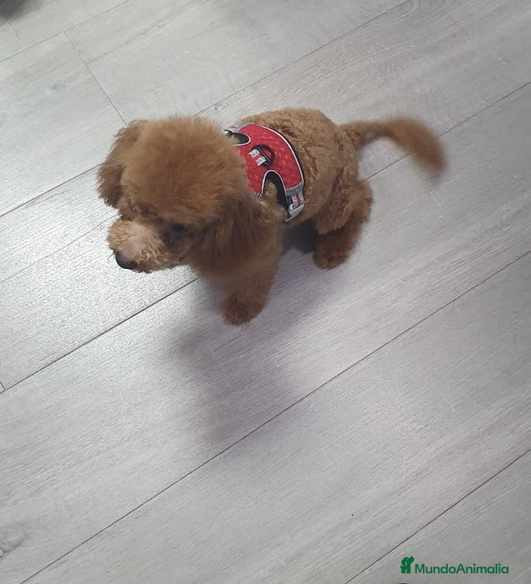 Caniche Toy perros caniche toy del valle caprice - Anuncio 2