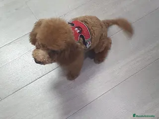 Caniche Toy perros caniche toy del valle caprice - Anuncio 2