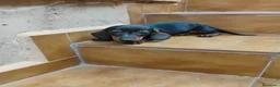Teckel Miniatura perros en venta: Cachorra teckel pelo corto  - Anuncio 1