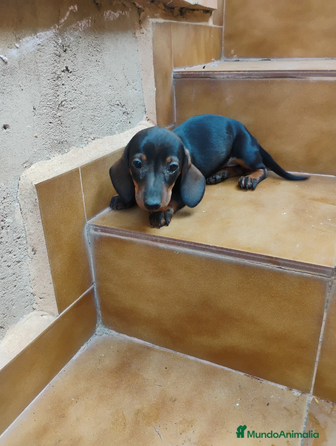 Teckel Miniatura perros en venta: Cachorra teckel pelo corto  - Anuncio 1