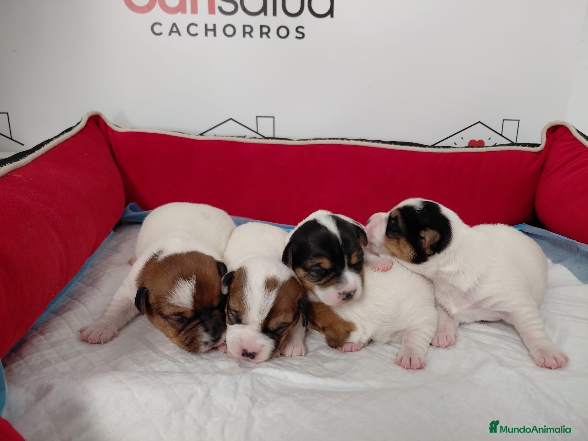 Jack Russell Terrier perros jack russell - Anuncio 4