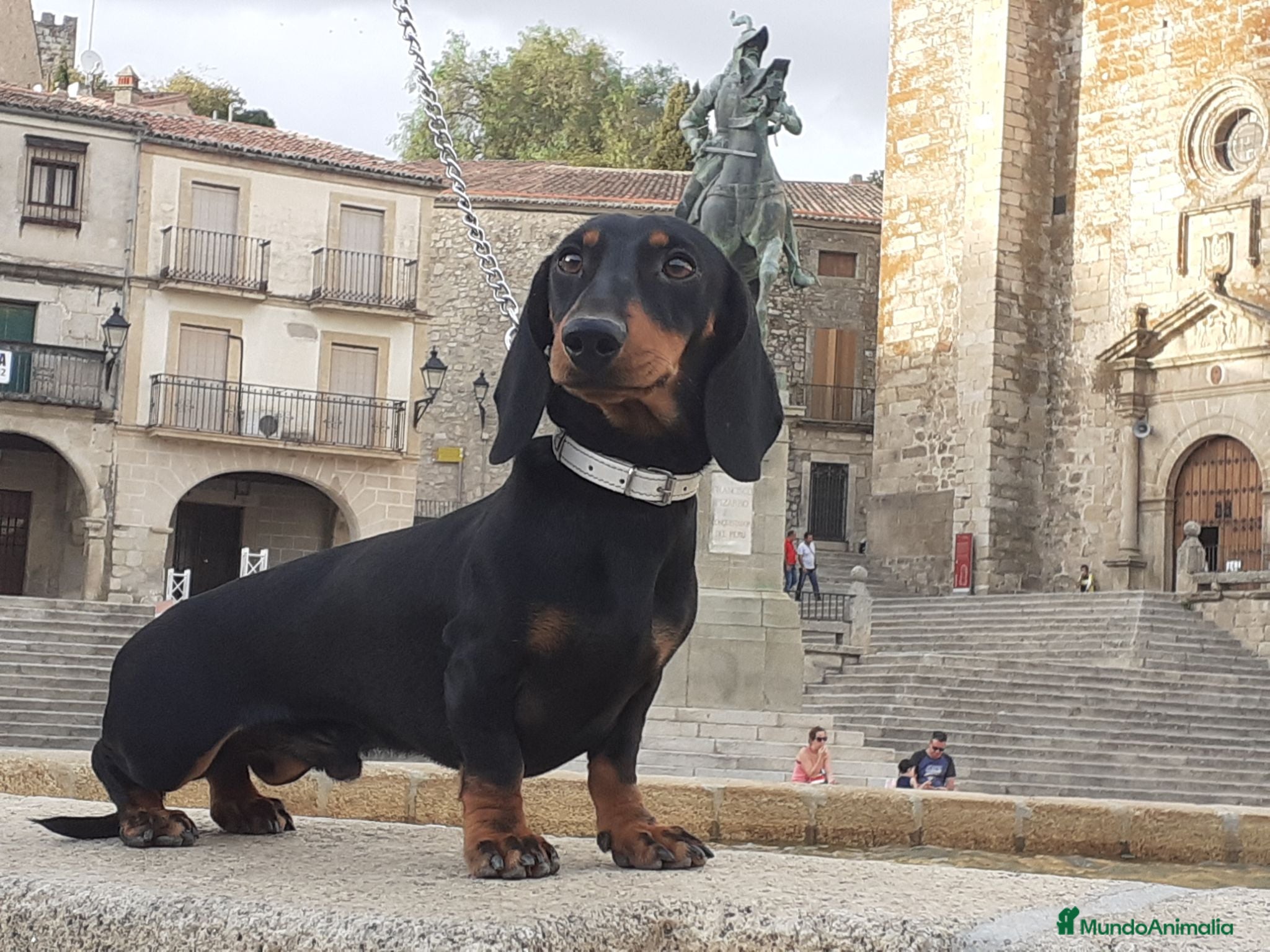 Teckel Miniatura perros Magníficos TECKEL MINIATURAS  - Anuncio 1