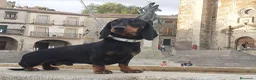 Teckel Miniatura perros en venta: Magníficos TECKEL MINIATURAS  en Cáceres - Anuncio 1