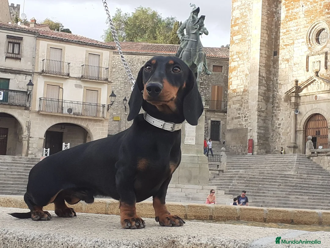 Teckel Miniatura perros en venta: Magníficos TECKEL MINIATURAS  en Cáceres - Anuncio 1