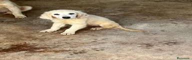 Golden Retriever 3