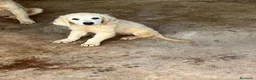 Golden Retriever perros en venta: GOLDEN RETRIEVERT (PRECIO REAL) - Anuncio 2