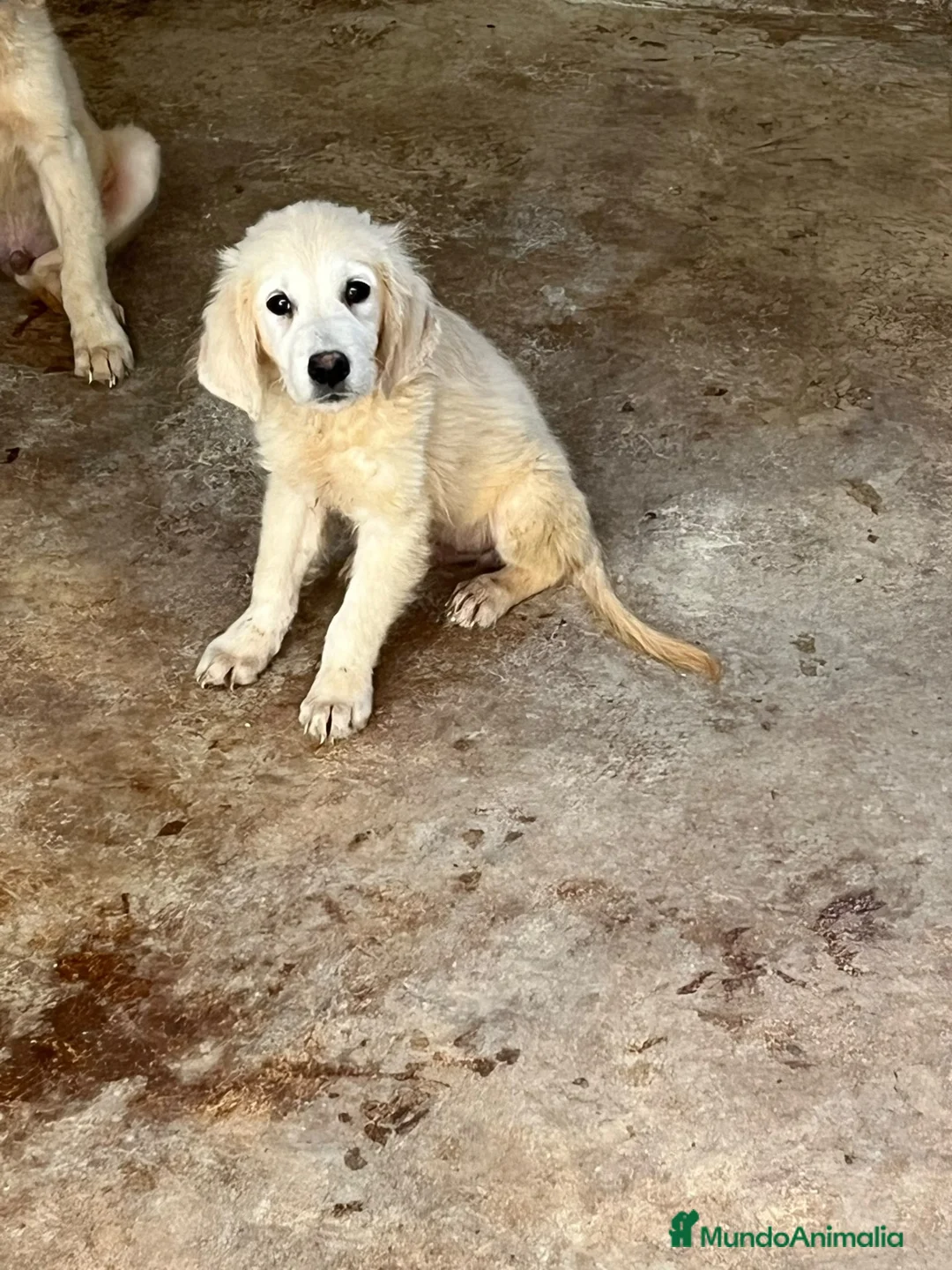 Golden Retriever perros en venta: GOLDEN RETRIEVERT (PRECIO REAL) - Anuncio 2