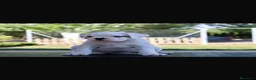 Boxer perros en venta: CACHORRO BOXER BLANCO - Anuncio 3
