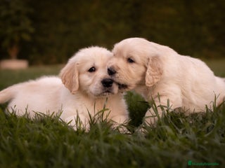 Golden Retriever perros Camada Golden retriever - Anuncio 1