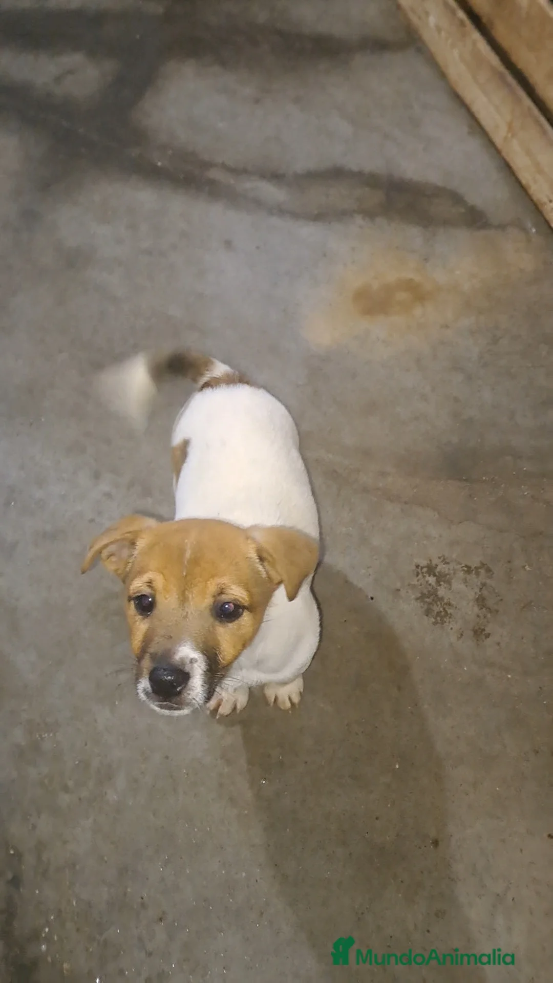 Jack Russell Terrier perros en venta: Jack russell  - Anuncio 3